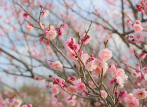 学校行かない子どもに対してPTAはどう対応すべきか？