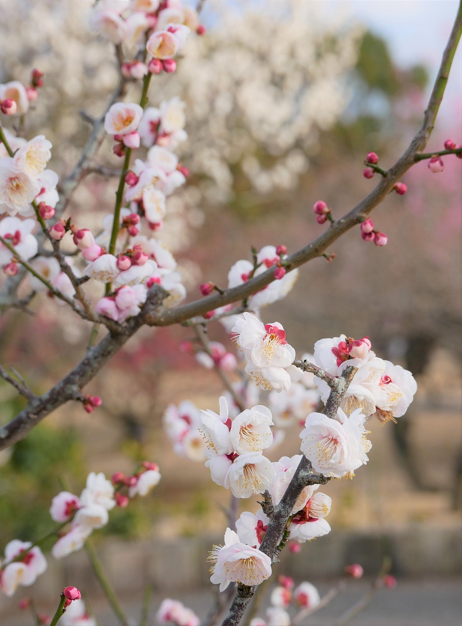 学校行かない子どもに対するPTAの対応方法は？