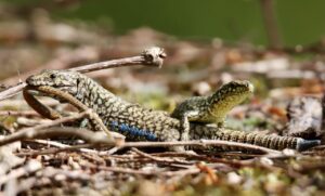 フリースクールの補助申請に必要な手続きとは？